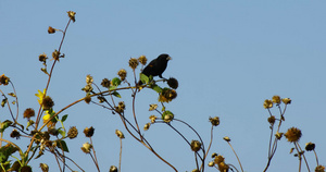 红翼黑鸟以向日葵种子为食13秒视频