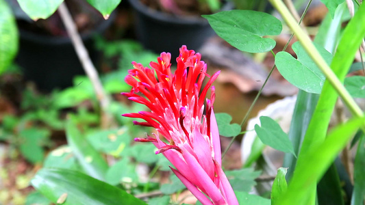 夏季花园花朵开花盛放视频