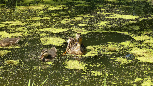 鸭子和鸭子在德国的一个池塘中视频