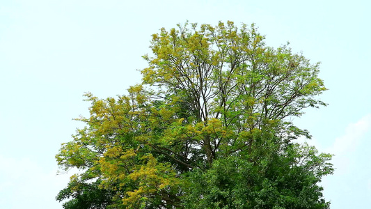 牙刷树、刺毛灌木、黄色花朵开花视频