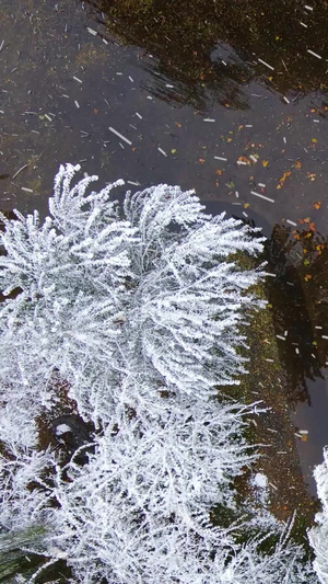 拍摄飘雪中城市公园47秒视频