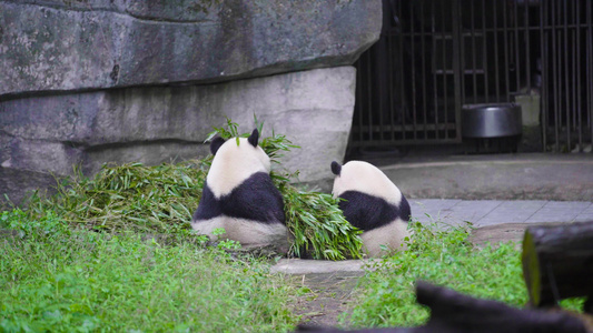熊猫视频