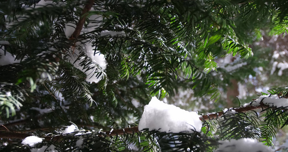 春初小树绿枝上最后的雪在阳光下融化视频