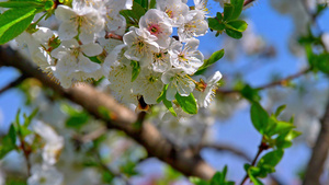 桃花13秒视频