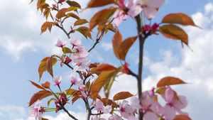 粉红的日本萨库拉花朵10秒视频