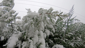 冬季雾寒的天气下满是雪的松树枝12秒视频