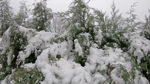 冬季雾寒的天气下满是雪的松树枝13秒视频