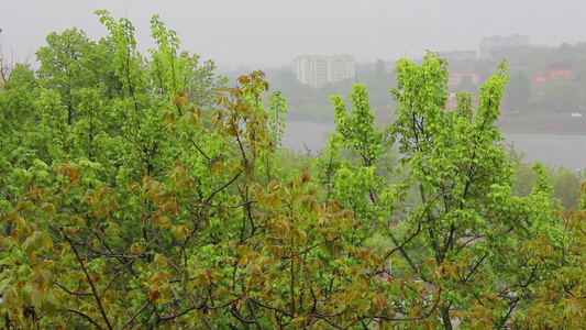 绿树前下雨视频