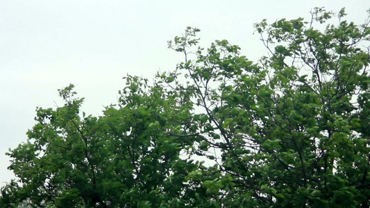 雨视频