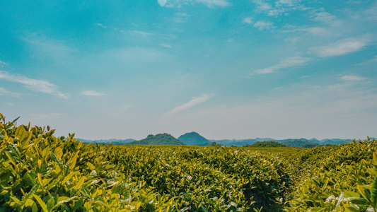 延时茶山视频