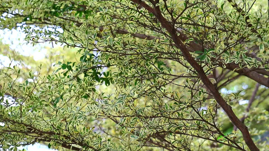 象牙海岸的杏仁树生长在花园中,树叶从树树到树视频