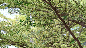 象牙海岸的杏仁树生长在花园中11秒视频