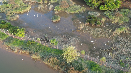 江边湿地航拍视频