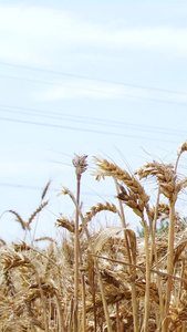 丰收小麦麦秆谷物麦穗金黄的麦田视频