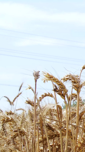 丰收小麦麦秆谷物麦穗金黄的麦田19秒视频