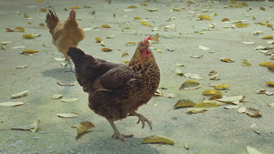 两母鸡走路10秒视频