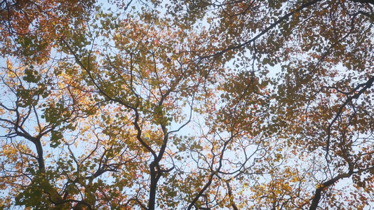 实拍秋天枯黄树枝树叶植物视频