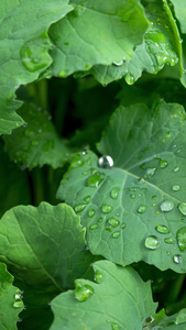 雨天叶子上的水滴露水植物肌理视频