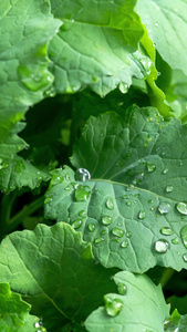 雨天叶子上的水滴露水植物肌理视频