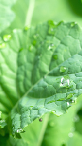 雨天叶子上的水滴露水植物肌理视频