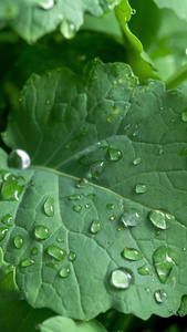 雨天叶子上的水滴露水植物肌理视频