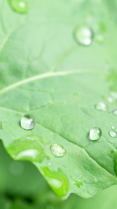 雨天叶子上的水滴露水植物肌理视频