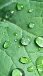 雨天叶子上的水滴露水植物肌理视频