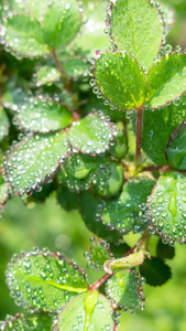 雨天叶子上的露水自然景观微距水滴4k超清动画壁纸视频