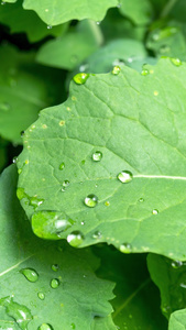 雨天叶子上的露水自然景观微距水滴4k超清动画壁纸视频