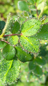 雨天叶子上的露水自然景观微距水滴4k超清动画壁纸视频