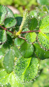 雨天叶子上的露水自然景观微距水滴4k超清动画壁纸视频