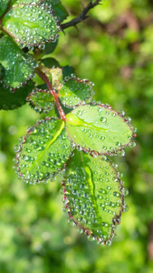 雨天叶子上的露水自然景观微距水滴4k超清动画壁纸视频