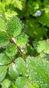 雨天叶子上的露水自然景观微距水滴4k超清动画壁纸视频