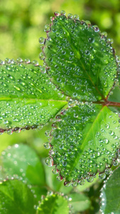 雨天叶子上的水滴露水植物肌理视频