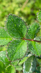 雨天叶子上的水滴露水植物肌理视频