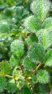 雨天叶子上的露水自然景观微距水滴4k超清动画壁纸视频