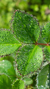 雨天叶子上的露水自然景观微距水滴4k超清动画壁纸视频