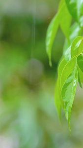 夏季暴雨雨水打在植物上 视频