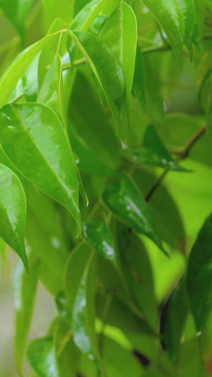 夏季暴雨雨水打在植物上 21秒视频