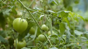 4K实拍大棚蔬菜种植番茄视频素材11秒视频