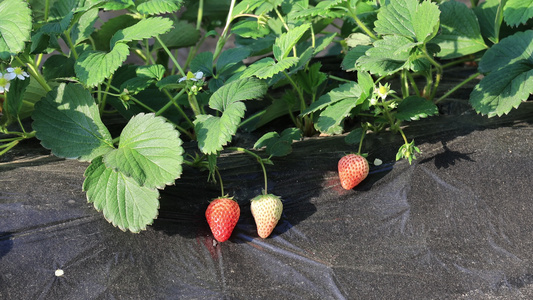 草莓大棚  草莓采摘园视频