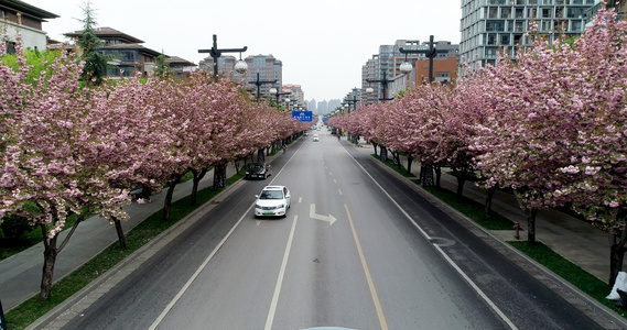 城市樱花街道航拍视频