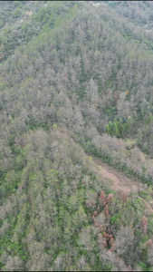 大山森林绿色植物森林竖屏航拍视频