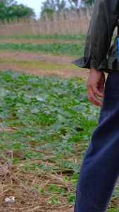 在田地里喷洒农药的农民伯伯在田间劳作的农民视频