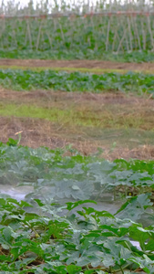 在田地里喷洒农药的农民伯伯在田间劳作的农民视频