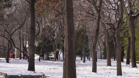 落雪下雪松树林雪松雾凇森林视频