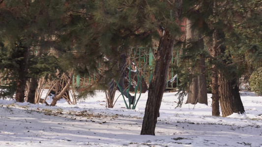 落雪下雪松树林雪松雾凇森林视频