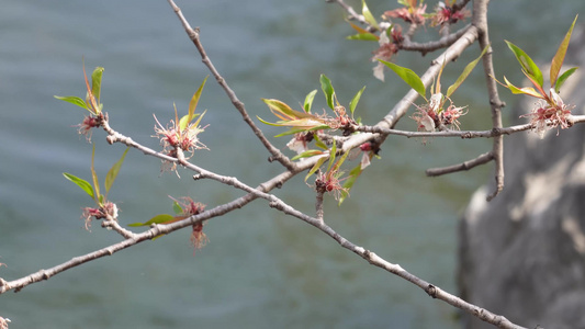 旅游湖水湖边植物游客游览视频