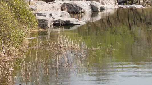 旅游湖水湖边植物游客游览视频