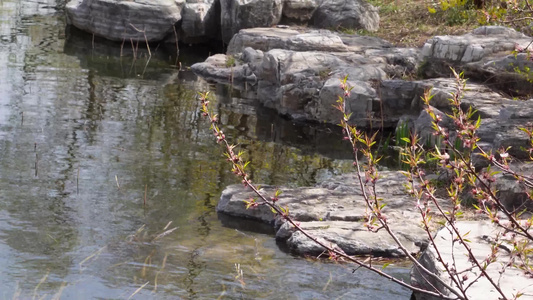 旅游湖水湖边植物游客游览视频